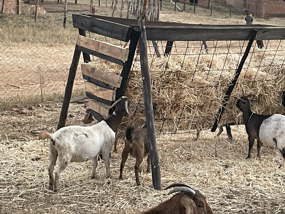 ScrubbsFarm's tweet image. Wheat straws, a light snack supplement in the goat pen.  What supplements do you use at yours?