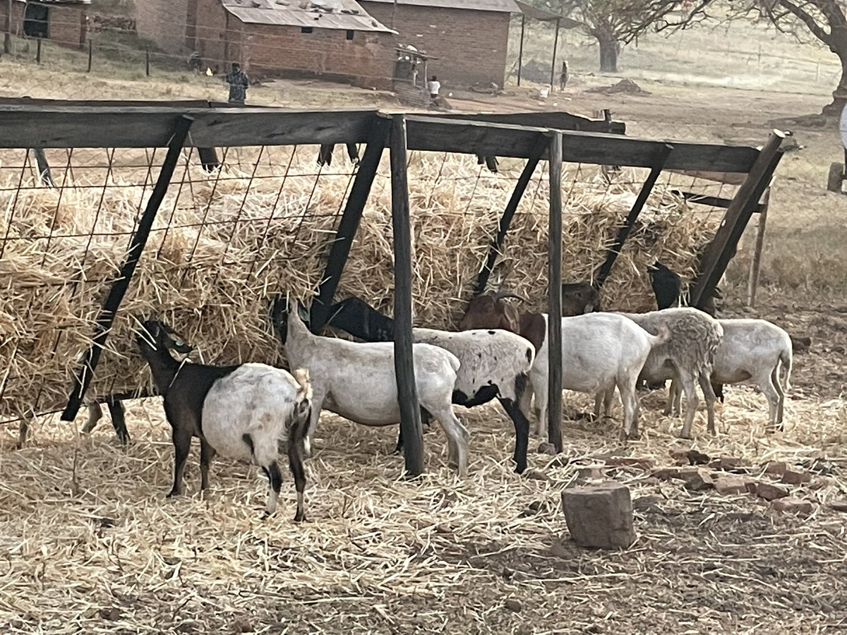 ScrubbsFarm's tweet image. Wheat straws, a light snack supplement in the goat pen.  What supplements do you use at yours?