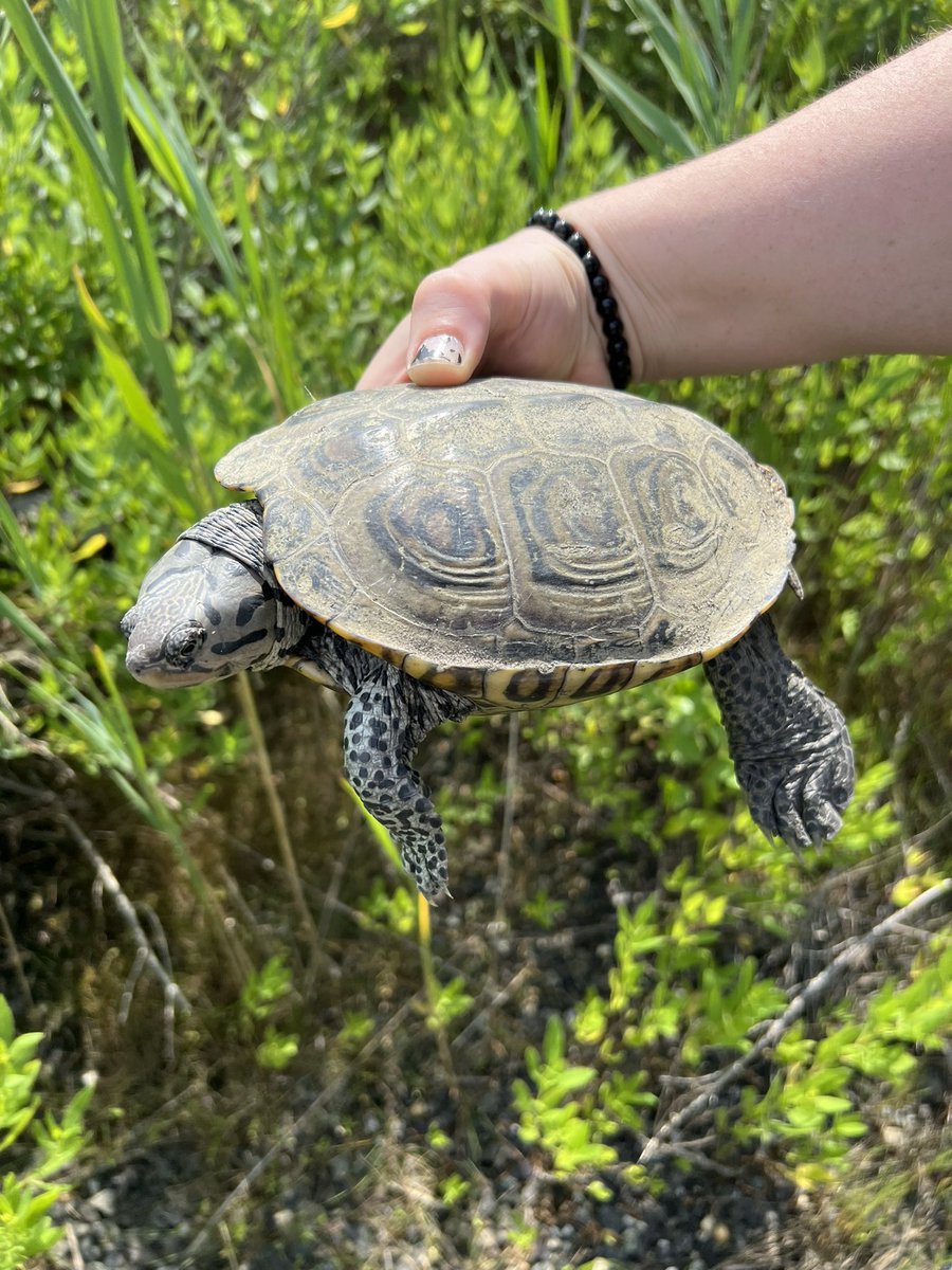 bigbenergy's tweet photo. It’s not much but it’s honest work. #savingturtles https://t.co/QbVtTgs2J4