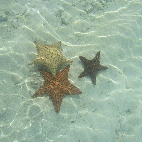 softdeIicacy's tweet photo. starfish. https://t.co/2VTiCOu4ey