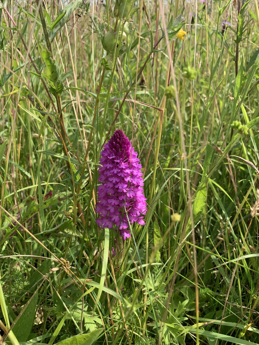 HimsworthM's tweet photo. @BumblebeeTrust beewalk across @NoningtonFarms #Goodnestone meadow @kentdowns6 Pyramidal orchids amongst a wonderful array of wildflowers and insects in particular Meadow Browns Marbled Whites and Small Heaths too numerous to count! https://t.co/zWepLkXHxB