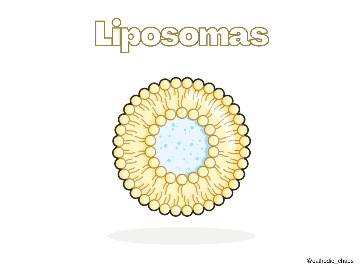 Cathodic_Chaos's tweet photo. ¿Sabías que los #liposomas se usan en campos como la medicina, la cosmética o la astrobiología? 🤔 https://t.co/4qPt491ykn