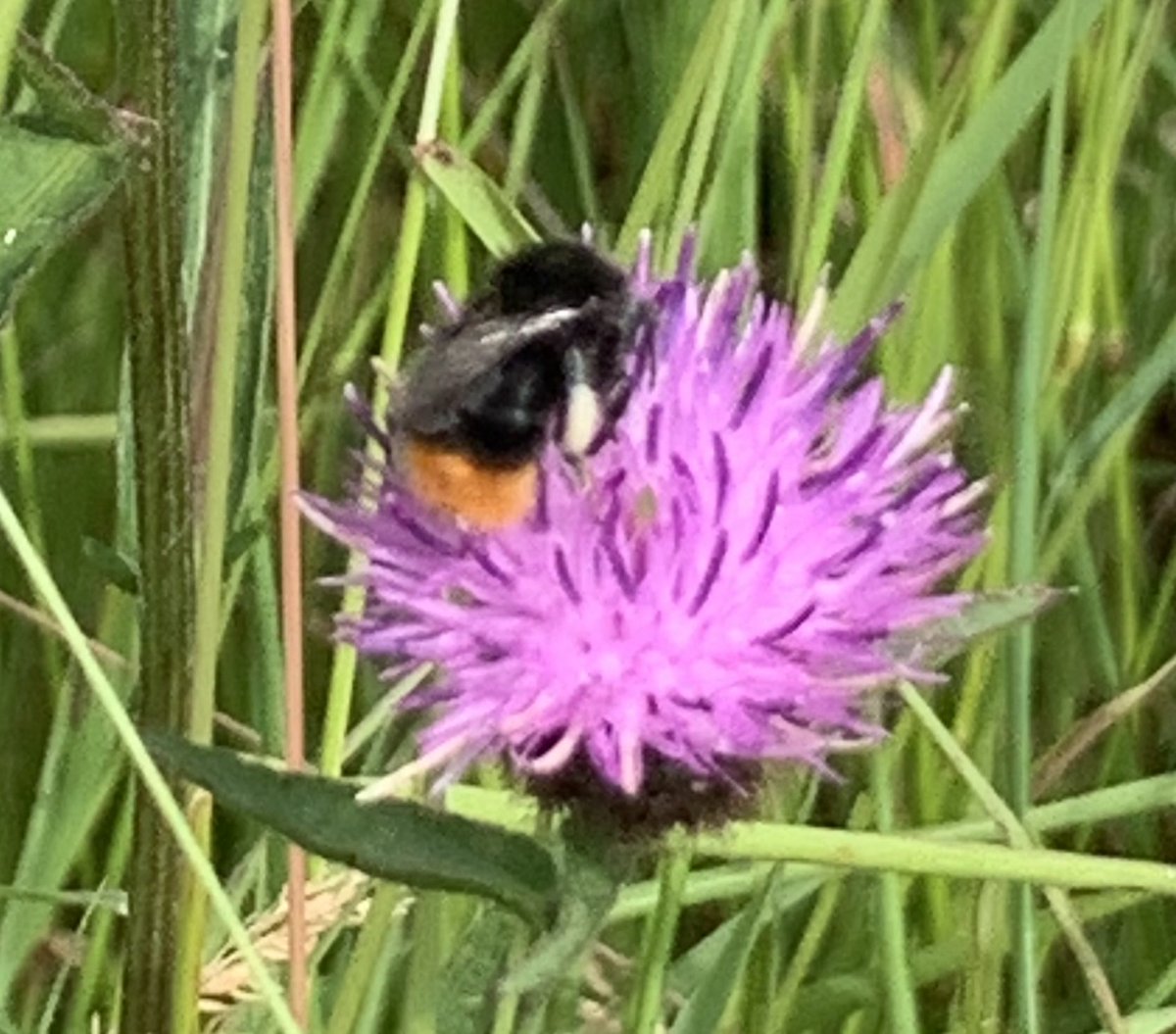 HimsworthM's tweet photo. @BumblebeeTrust beewalk @NoningtonFarms @kentdowns6 #Goodnestone meadow bumblebee numbers picking up although still low here in East Kent. Saw my first B. Ruderatus of the year https://t.co/gpQ8LqVE9v