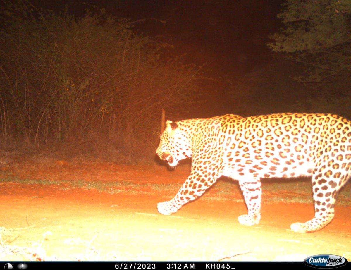 dcfgadag's tweet photo. For the past 45 days camera traps were installed at different points inside the Kappathgudda Wildlife Sanctuary to assess and study the wildlife present. Dedication and hardwork by frontline staff have shown amazing results. This will be soon published as a report. @HKPatilINC https://t.co/16QDFrYpfd