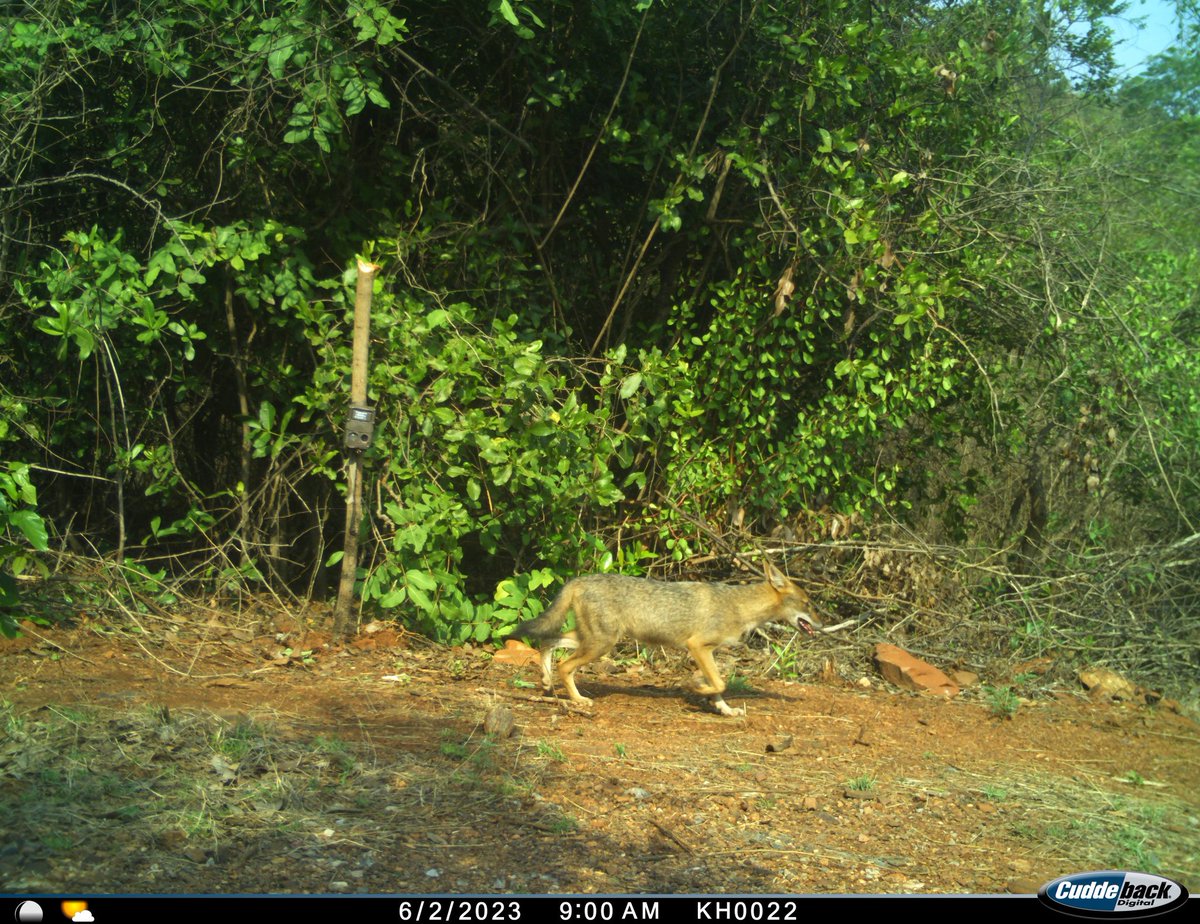 dcfgadag's tweet photo. For the past 45 days camera traps were installed at different points inside the Kappathgudda Wildlife Sanctuary to assess and study the wildlife present. Dedication and hardwork by frontline staff have shown amazing results. This will be soon published as a report. @HKPatilINC https://t.co/16QDFrYpfd