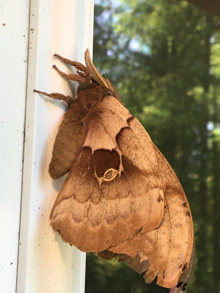Saw this amazing giant silk moth on the side of the house in Occidental, CA. It was so large. The wings were about 2.5-3 inches long and I can only guess how wide the wings were when open. #MothMonday