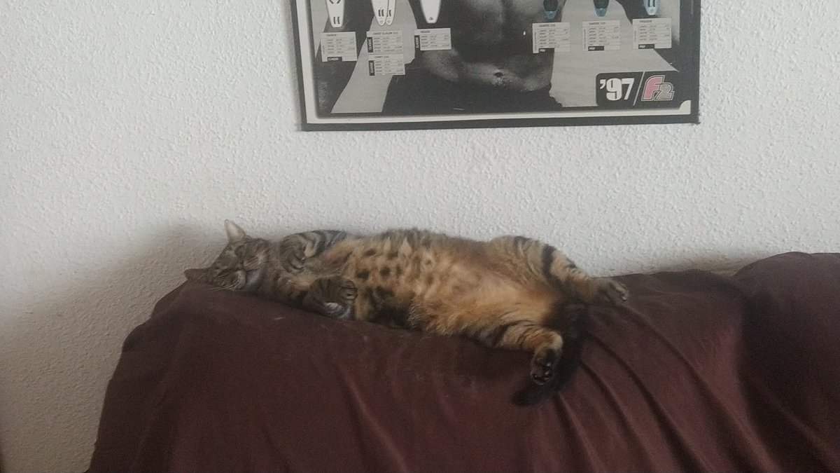 mapithebest83's tweet photo. Doctor mi gato está muy estresado! Que hago??
😂😂😂 https://t.co/91sQvFEl7n