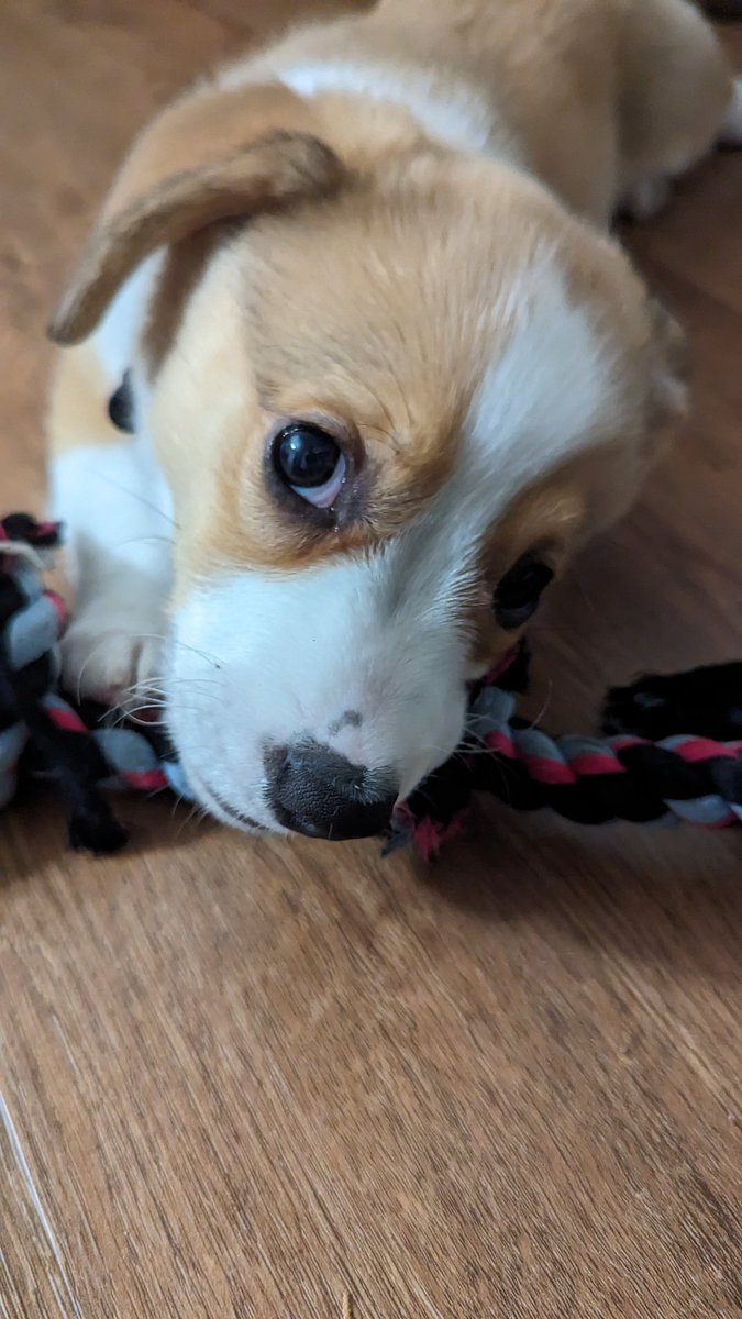 Kyanilis's tweet photo. Weighing in at 8.4lbs today. Still just a small potato. Got his vaccinations like a champ though! https://t.co/Cdgpismaax