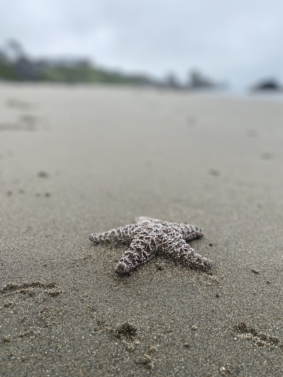 jdonith's tweet photo. Nothing compared to @theoregoncoast. Even on a cloudy day, she’s a beauty! 🌊❤️ This is the Oregon Islands National Wildlife Refuge. 🦭🐧🐦‍⬛ @OregonParksDept #oregoncoast #pnw #bandon #wildliferefuge @ORDeptForestry https://t.co/sxgzszyEFD