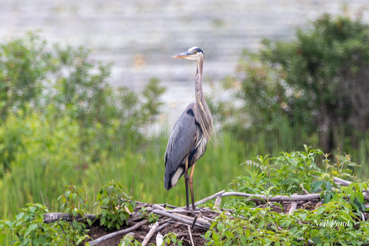 Ponder41's tweet photo. Holiday Monday drive. #heron #StormHour #wildlifephotography #photography #BirdsOfTwitter #birds https://t.co/cGvz7L0UeU