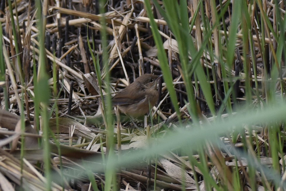 Cetti’s or Reed? Quite plump so thinking the former. Spotted from the reed screen on Sunday <a href="/RSPB_BurtonMere/">RSPB Burton Mere Wetlands</a>