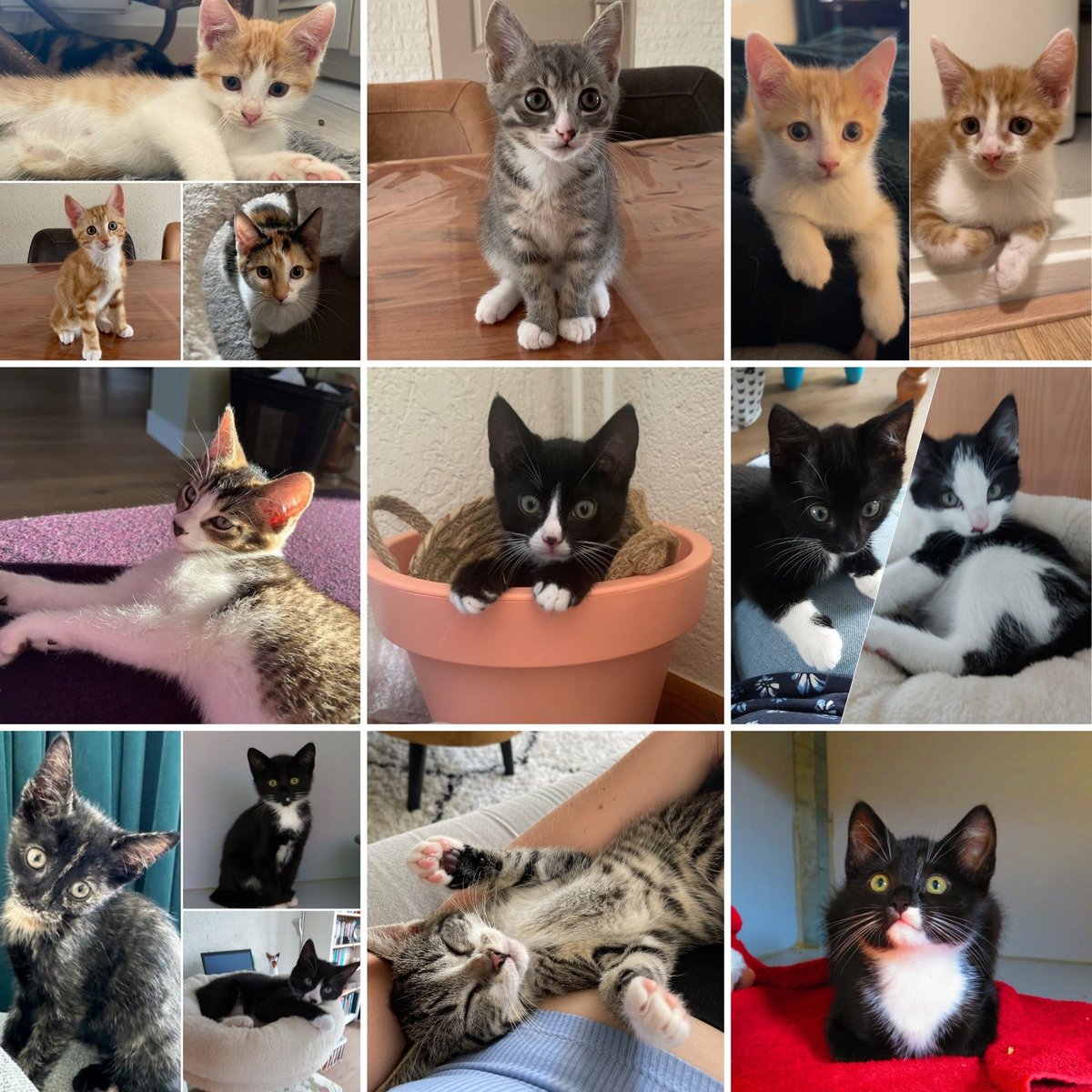 De leukste kittens wachten in Zwolle 🐾

dierenasielzwolle.nl/ik-zoek-een-ka…

Delen is lief 🐾😊