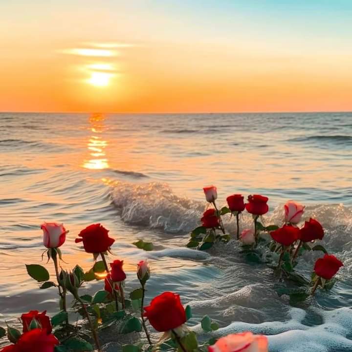 fairyprxncess's tweet photo. roses at sea https://t.co/AkLBcxlXad