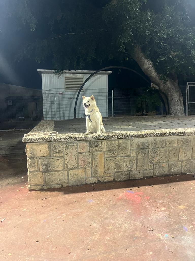 ShuaTomer's tweet photo. להופעות חייגו https://t.co/QsUwYxPHRk