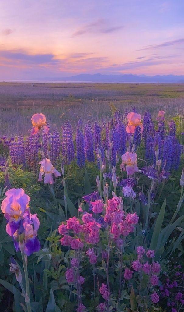 violettweets_'s tweet photo. flowers everywhere. https://t.co/bIomVVh2vG