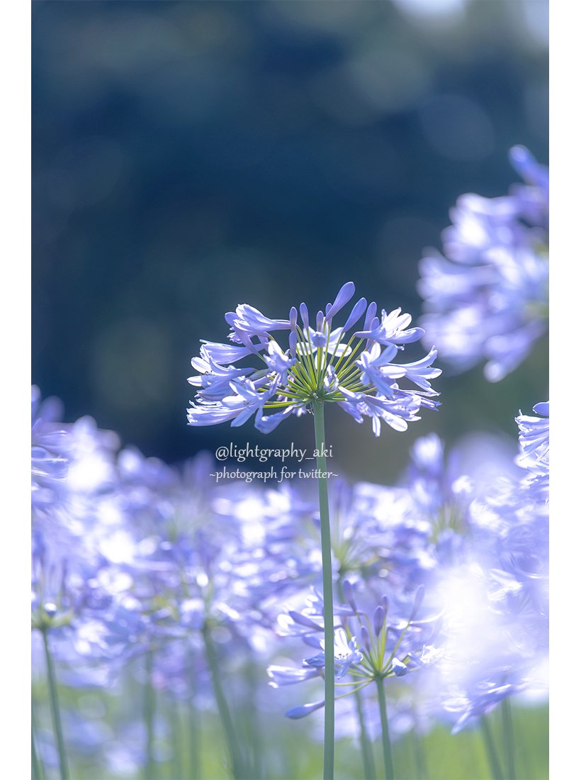 lightgraphy_aki's tweet photo. 肩の力を抜けば
違った景色が
見えてくるかも✨

📸去年6月下旬
#岐阜県 
#アガパンサス 
今年は会えなかったね https://t.co/D0OQLyPPqu