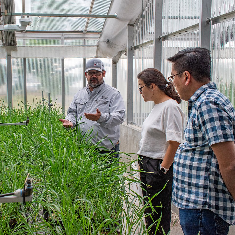 WashingtonGrain's tweet photo. Filipino flour millers traveled through Eastern Washington with @washingtongrain to learn about #WashingtonGrown soft white wheat. @uswheatassoc @WashingtonGrain #WAwheat #smallgrains #endusequality #marketdevelopment #exportmarkets #Philippines https://t.co/LNEWzZvTLU