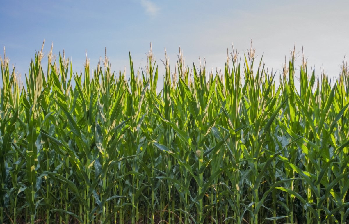 MidwestLabs's tweet image. &quot;🌱📈 Experience the Power of Shared Insights! 🌿✨ Join our Shared Insights program for 6 or 12 weeks and track your plant tissue results. Gain valuable insights to make informed in-season decisions.🌽 #AgricultureSuccess #CropOptimization

hubs.li/Q01Wj5BV0