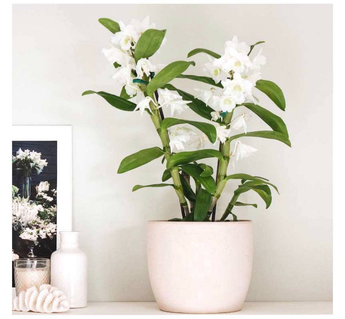 Exploring the beauty of orchids, gorgeous as starbursts shine. As if the flower buds hide poetic secrets, orchids dance in the morning breeze, light and agile, outlining endless styles