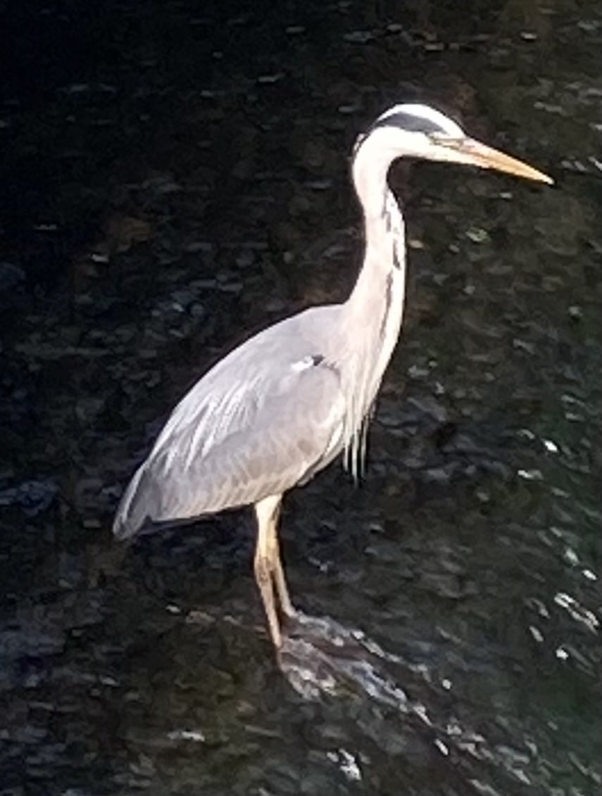 John Simpson on Twitter "An old folkname for this handsome chap, who lives near me, is a