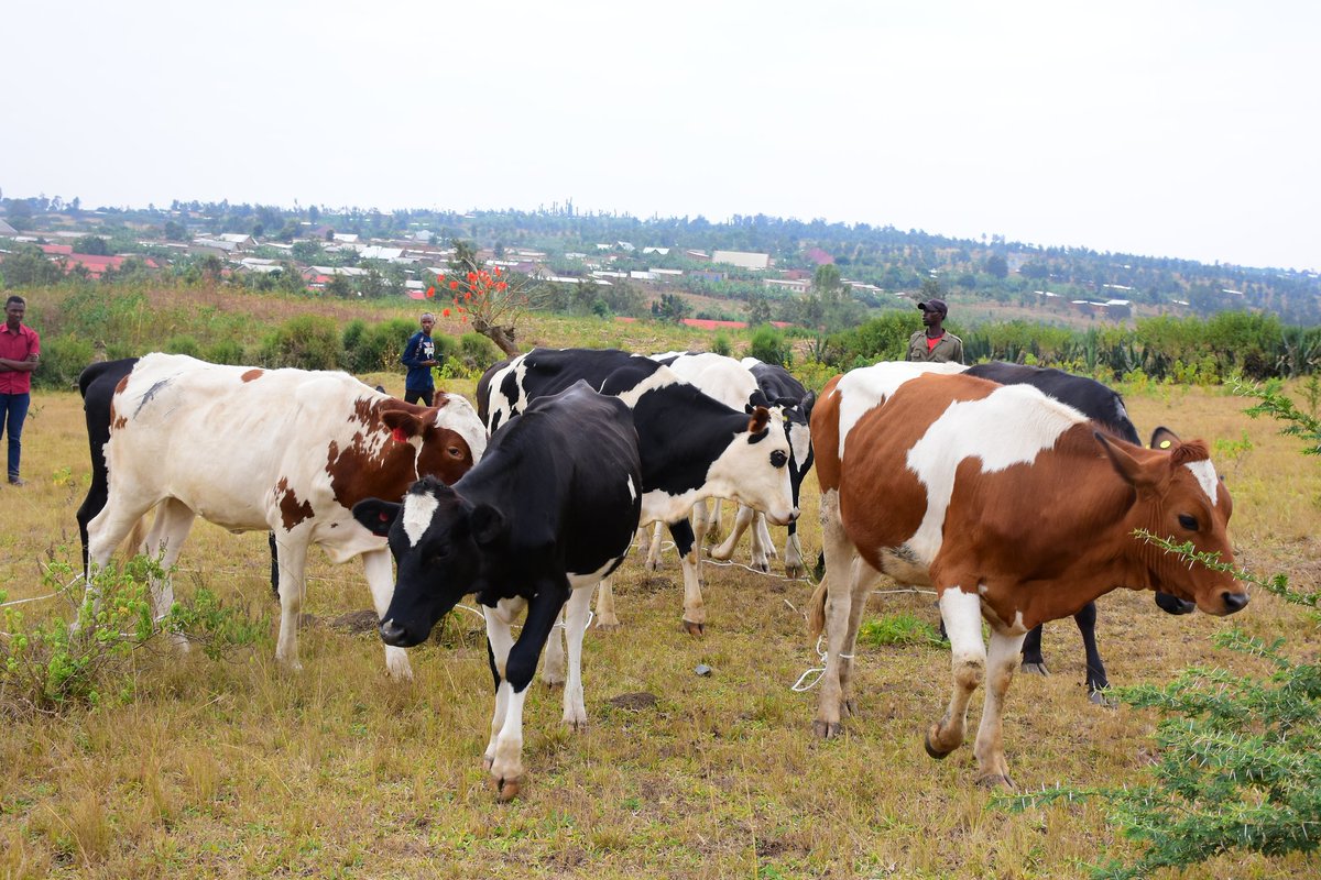 NyagatareDistr's tweet photo. Uyu munsi, Ubuyobozi bw'Akarere buri kumwe n'inzego z'umutekano n'urwego rw'abikorera @PSF_Rwanda mu karere baroje inka 6 abamugariye ku rugamba n'izindi 6 zorozwa imiryango y'abarokotse Jenoside yakorewe abatutsi muri Mata, 1994.
#Kwibohora29
#LiberationWeek https://t.co/QIFFygn87x