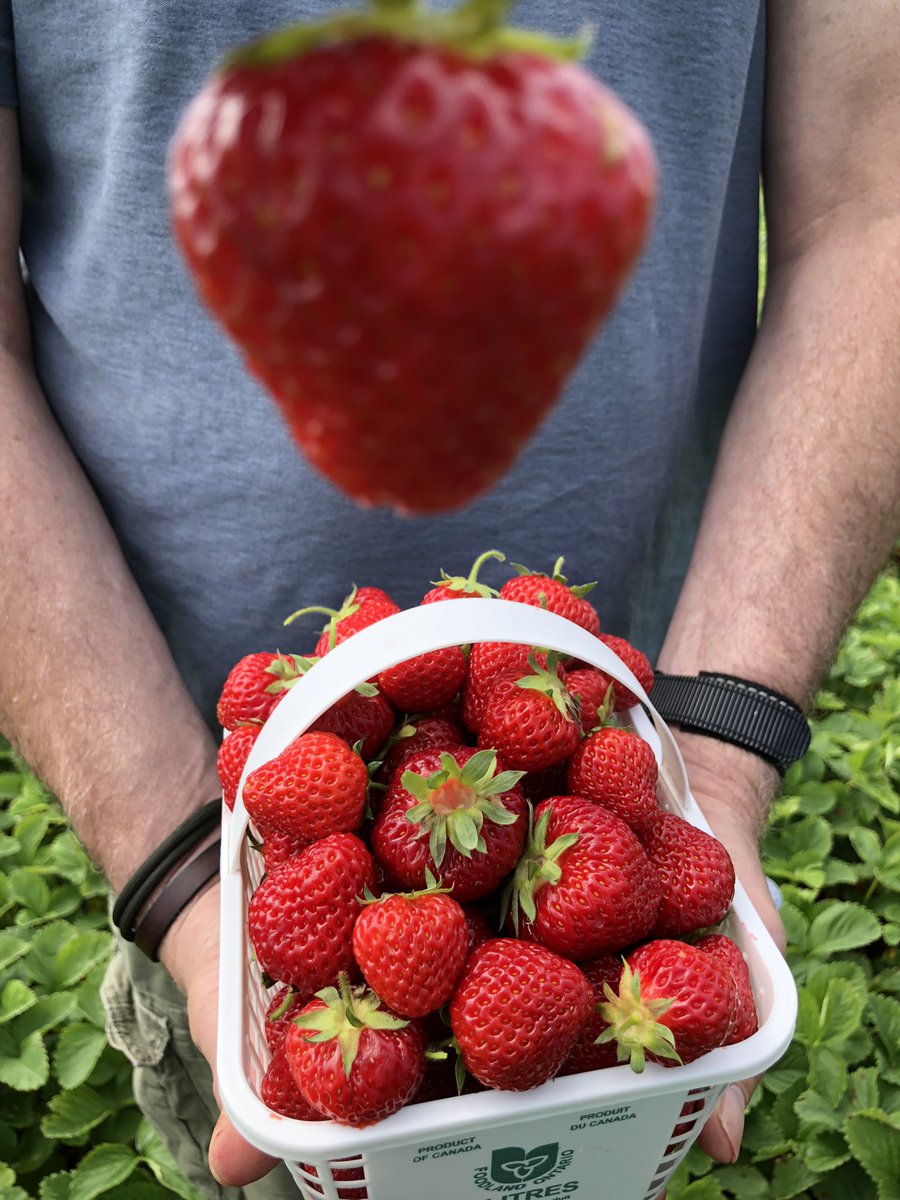 Every once in a while, I’m reminded why (and how much) I love living in #Canada. Strawberry 🍓 picking remains a fave #CanadaDayWeekend tradition. 🇨🇦 Good things DO grow in #Ontario! #RedAndWhite #GetOutside @robintidefarms