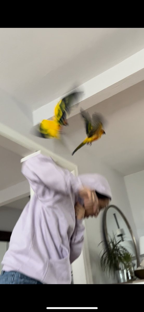 Paulinae00's tweet photo. Jaz: 0
Domestic birds: 10000 https://t.co/AeqmMMxCjX