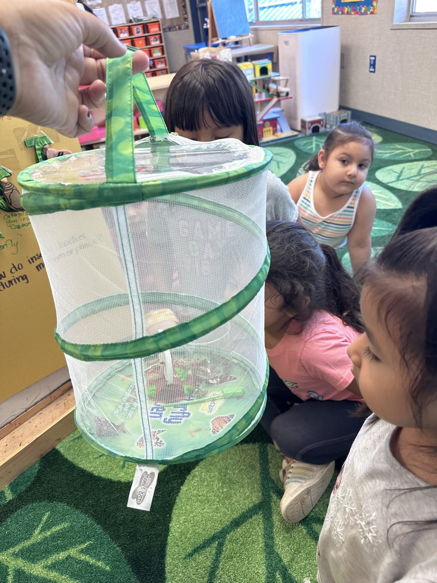 Insect study has been a favorite with the students as they were going over the life cycles of a butterfly and the students observed our new Butterflies that came out their cocoon.🦋🐛🥚 #lifecycles #science #insectstudy #earlylearners #stages #preschool  <a href="/DeanTagawa/">Dean Tagawa, Ed.D.</a> <a href="/ECED4LA/">ECE4LA</a>