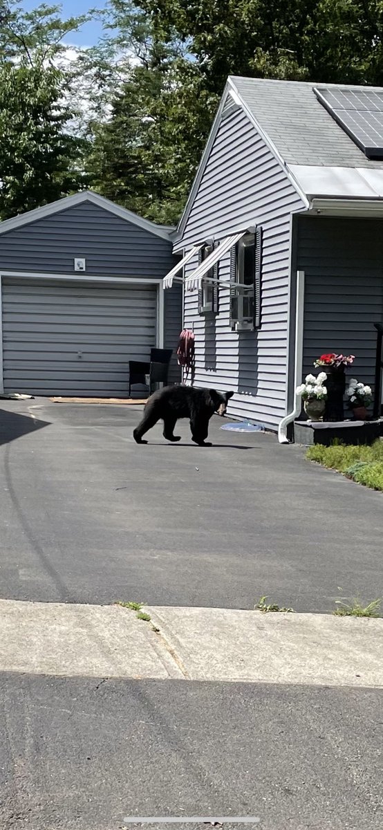 If you’re in Albany, particularly uptown (Melrose, Pine Hills, Campus neighborhoods) please be careful.