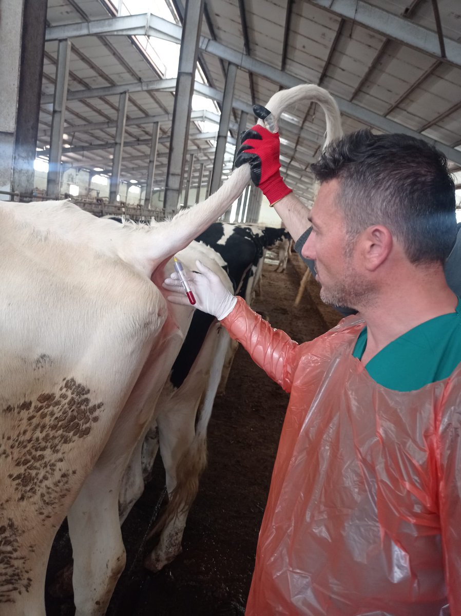 ArifKesgin's tweet photo. Kan almak <çay doldurmak , karantina uygulamak < getir götür işi , OKUMAK<okumamak!!!! Ama diyor ki YARADAN ZÜMER süresinde "hiç bilenle bilmeyenler bir olurmu" olurmu beyler bayanlar #veterinerhekim https://t.co/ioBQBhYQ4A