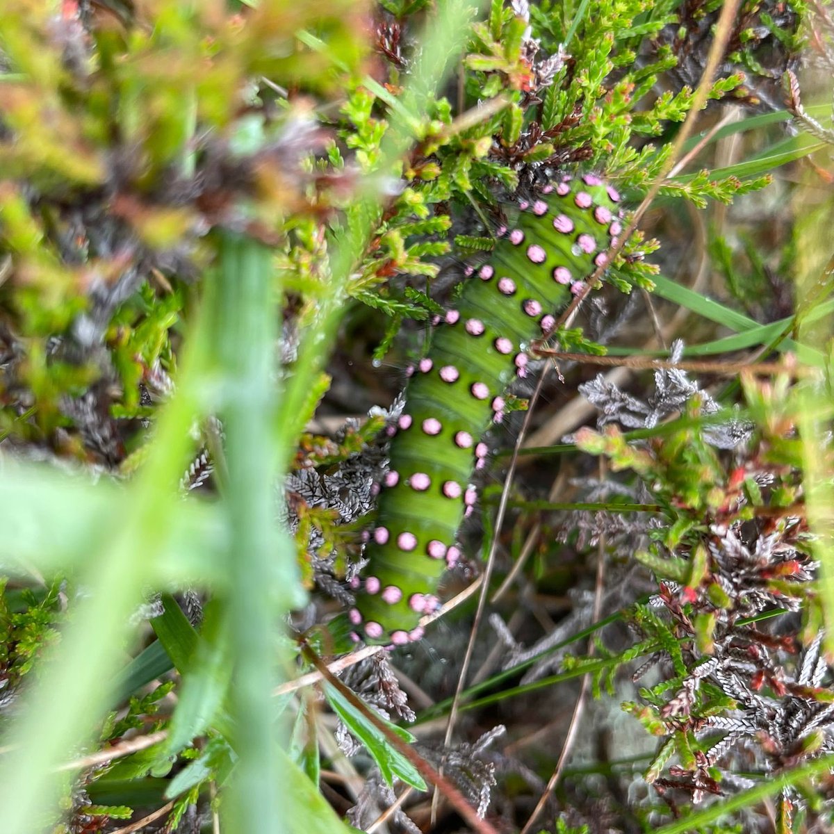 #MothMonday could be the new #SphagnumMonday ! 

We saw this lovely #EmporerMoth caterpillar today out on the #Scottish #peatlands on the #IsleOfLewis 

So much #beautiful #wildlife on the #hebrides 

#Scotland