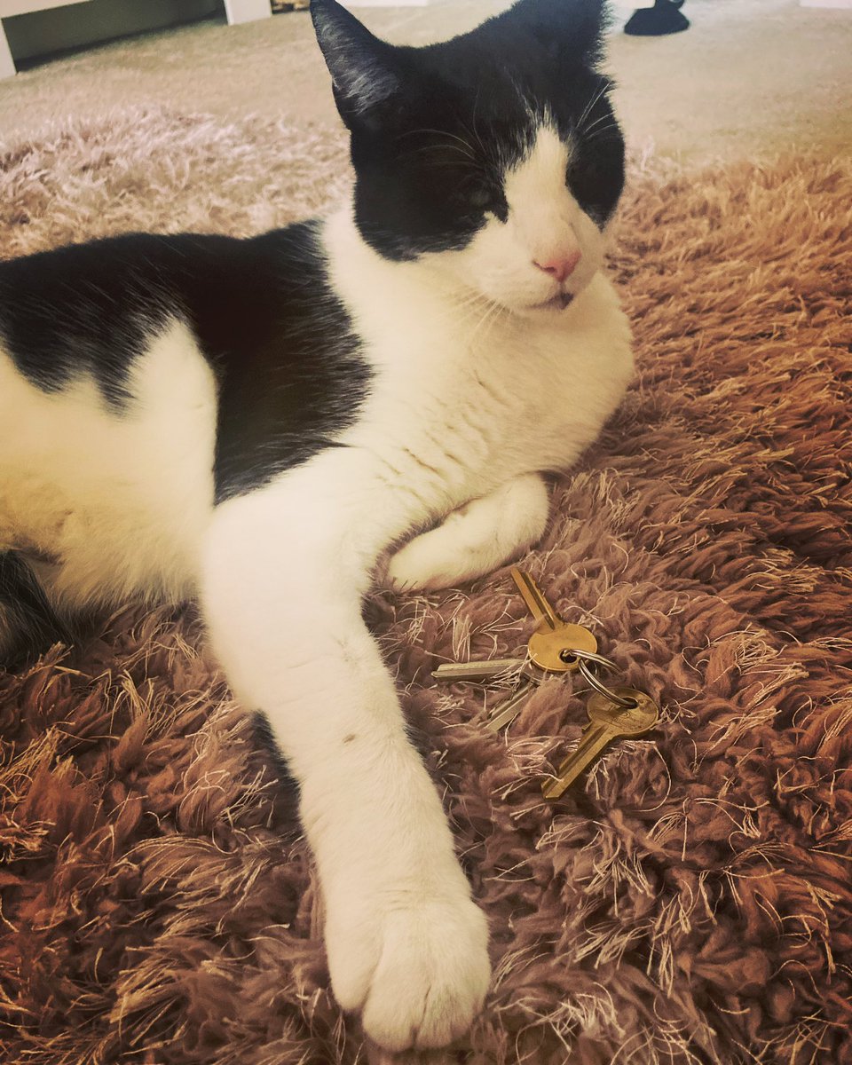 CallumNewlove's tweet photo. I am so sorry if you are seeing this for a third time but I am far too proud of the caption..

Putting the meow into homeowner! 🐈‍⬛ 🏡 

(I bought a house) https://t.co/zJRjUtLDhG