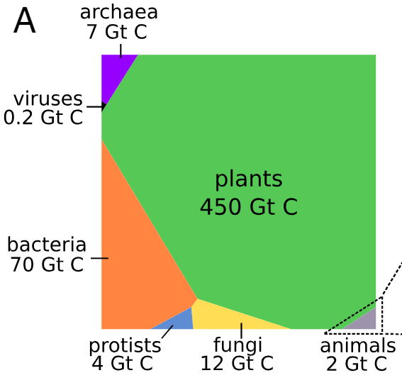 NikoMcCarty's tweet photo. Day 25 of great biology papers.

"The biomass distribution on Earth" & "Cell Biology by the Numbers." 

These texts defined my own journey as a biologist. They taught me about life across scales & to think of cells as physical, quantifiable entities. 
***

Paper #1: https://t.co/44f0sqvytz

There are 550 gigatons (that is, billions of tons) of carbon biomass. Bacteria account for 15% of global biomass, and the vast majority of that fraction comes from microbes living in the ocean's deep subsurface, which stretches from 50 meters to thousands of meters below the surface. Only about 10% of all bacterial biomass is from microbes on land. About 80% of total biomass is plants. 

This paper is well-known. So you should also check out its spiritual successor, "The Anthropocene by the Numbers," which quantifies man-made materials and shows how "the mass of human-made materials now equals the dry weight of all living matter on the planet." (https://t.co/bEdasqd3TP)

***
Paper #2: https://t.co/TrQCVEGW1H

This is my favorite textbook of all time. It's free to read, and contains beautiful illustrations by David Goodsell. 

The book introduces the sizes, concentrations, energies, rates, and errors of a living cell, and also walks through many of these calculations, step-by-step. I recommend it to anyone trying to move into biology.