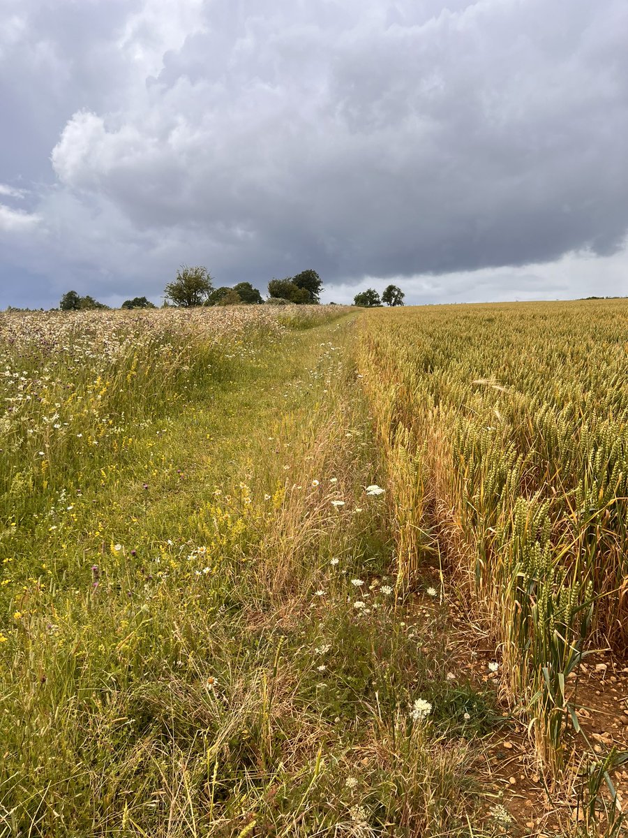 An amazing day with the FarmEd <a href="/RealFarmED/">FarmED</a> and Cotswold seeds <a href="/CotswoldSeeds/">Cotswold Seeds</a> teams today talking about pollinators and beneficial insects on farm - oh and tree bee 🐝 honey 🍯 tasting #ipm #biologicalcontrol #pollination 🐝🐞