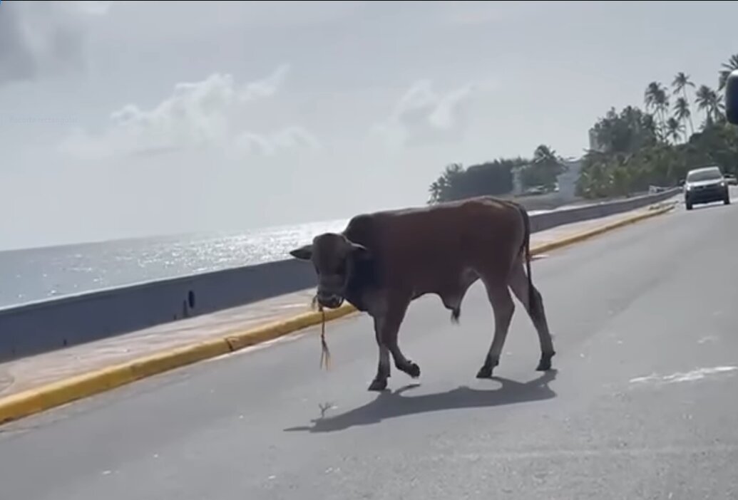 AlgareteRico's tweet photo. ESTAS EN P.R 🇵🇷 "EL TORO" 🐂#sanjuan
ALLA VIENE EL TORO.... 🎵🎶🎵
ASI ES LA VIDA EN EL CASE #caserios
ATRAPAN A UN TORO QUE SE ESCAPÓ DEL RESIDENCIAL LUIS LLORENS TORRES EN SAN JUAN Y QUE LLEGÓ HASTA OCEAN PARK.
https://t.co/4kJae42wI7 https://t.co/lbyZZ96P7K