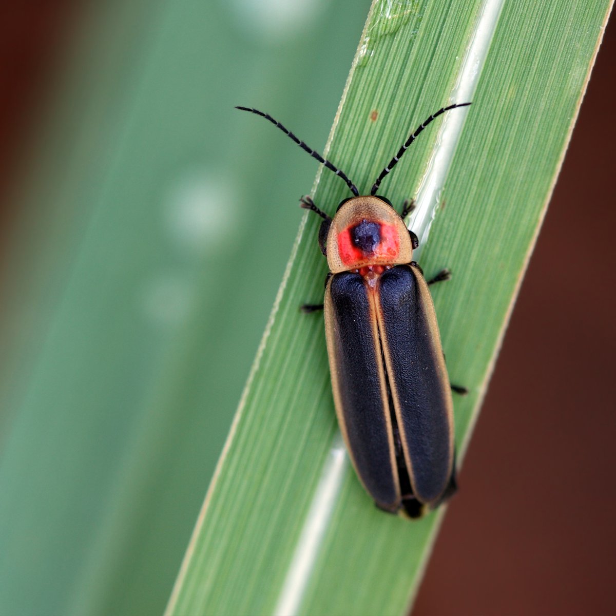 Lightning bugs, also known as fireflies and glow worms, are revered for their ability to emit a blinking light through a chemical process in their abdomen called bioluminescence. #SuperpowerSaturday