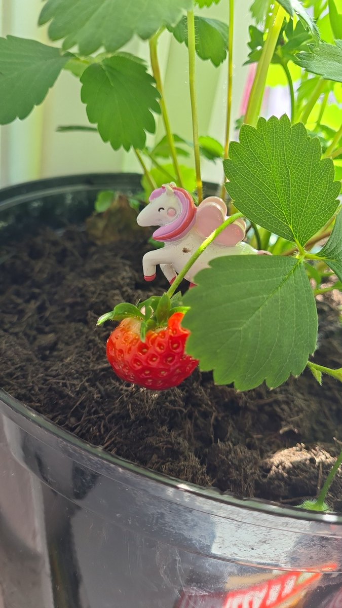 FirstWriteEdits's tweet photo. @NatalieKelda Such cute little flowers blossoming! We also have some little strawberries nearly ready to harvest in the office 🌸 https://t.co/gcIxmMZdwe