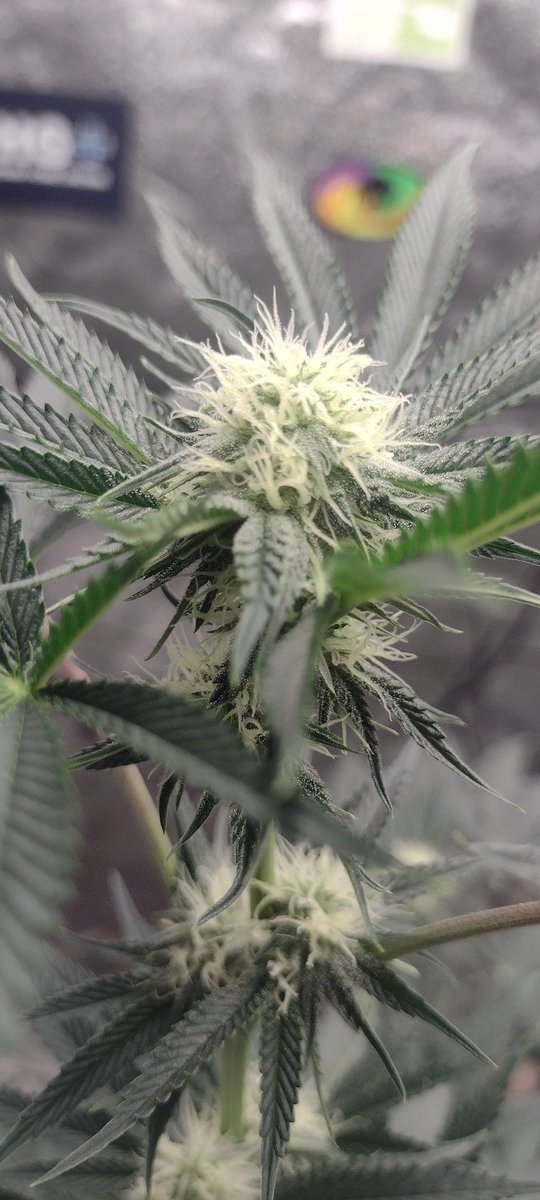 DjVisionaire's tweet photo. π± @Raw_Genetics_ Testers
π‘ @MarsHydroLight #Tsw2000 & #Tsl2000
π§ͺ @iBEX_Nutrition π #KidCatapult
#growyourown #MarsHydro #RawGenetics #CannabisCommunity #CannaLand #StonerFam #420community #Mmemberville #CannabisGrower #SeedTester #cannabis #Weedmob #Weed #Medicalmarijuana https://t.co/lqQgfQcio3