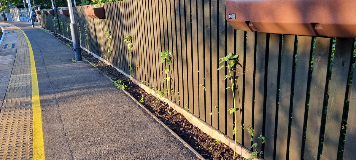 AmbergateStn's tweet photo. Some of this year's sunflowers... 😍🌻 the self watering barrels are really starting to Bloom too! 🌼🌷🪻⚘️🌻 #Ambergate #StationAdopters #Derbyshire https://t.co/9EuuPzRo5k