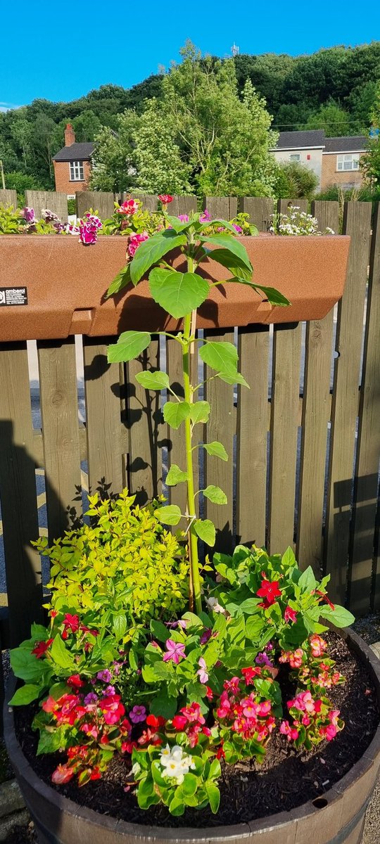AmbergateStn's tweet photo. Some of this year's sunflowers... 😍🌻 the self watering barrels are really starting to Bloom too! 🌼🌷🪻⚘️🌻 #Ambergate #StationAdopters #Derbyshire https://t.co/9EuuPzRo5k