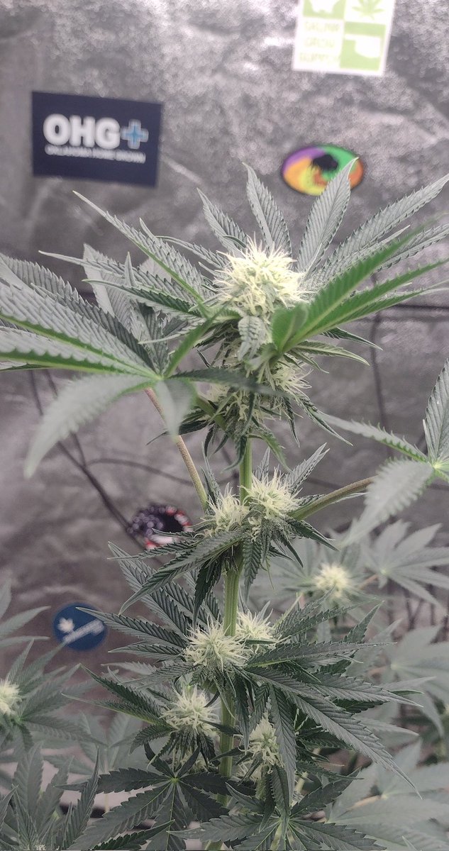 DjVisionaire's tweet photo. π± @Raw_Genetics_ Testers
π‘ @MarsHydroLight #Tsw2000 & #Tsl2000
π§ͺ @iBEX_Nutrition π #KidCatapult
#growyourown #MarsHydro #RawGenetics #CannabisCommunity #CannaLand #StonerFam #420community #Mmemberville #CannabisGrower #SeedTester #cannabis #Weedmob #Weed #Medicalmarijuana https://t.co/lqQgfQcio3