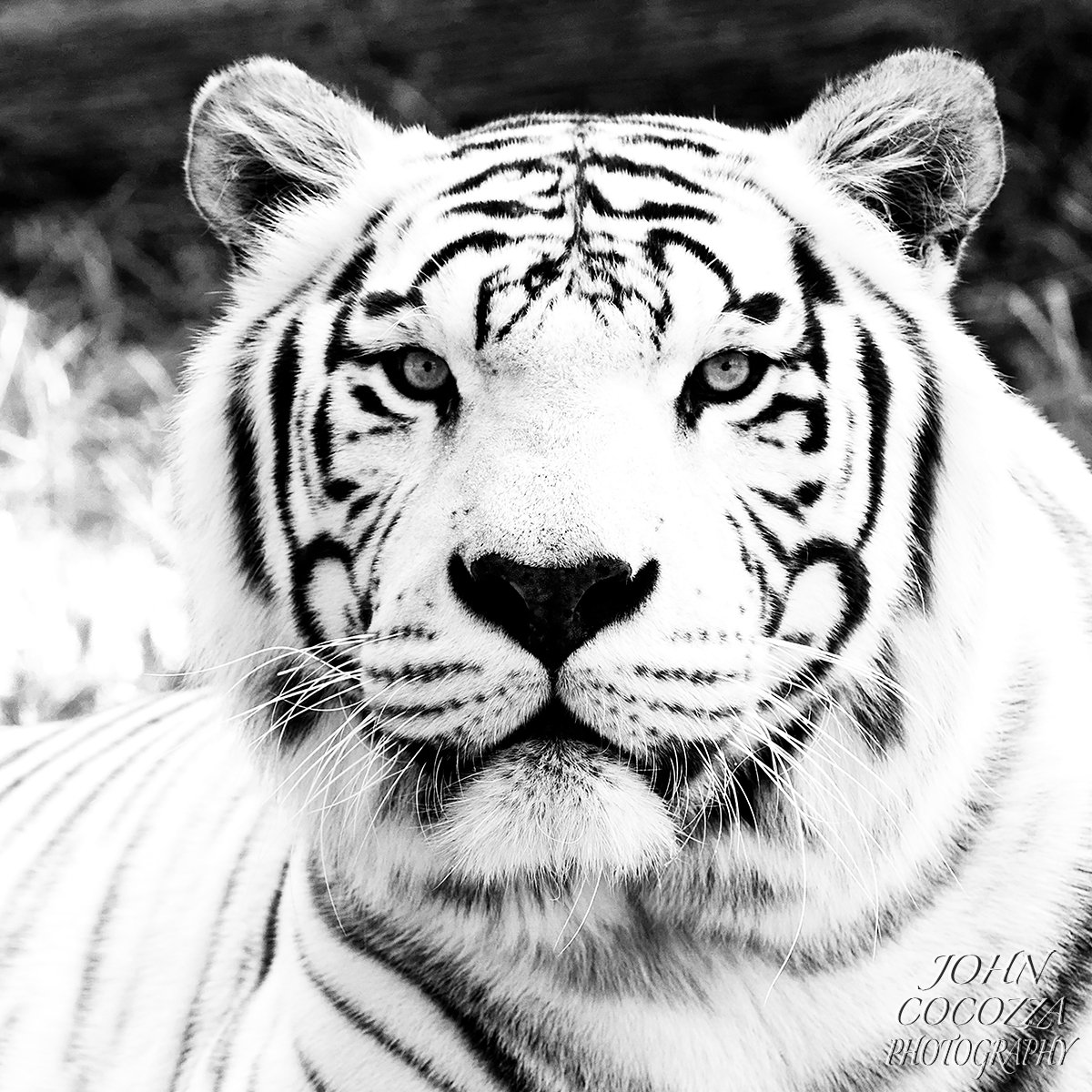 The White Tiger with the curled mustache.
.
If you would like a print for your home or office then message me via JohnCocozzaPhotography.com 
.
#tigers #tigerphotos #wildnature #nature #wildlifephotos #wildlifephotography #cats #catlovers #blackandwhite