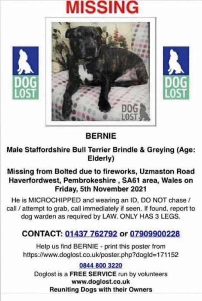 LisaClareRead2's tweet photo. ๐Please RT and help find Bernie ๐ This elderly three legged staffie got spooked by fireworks on 5th November 2021 ๐ข๐ขMissing from Uzmaston Road, #SA61 #Haverfordwest #Pembrokeshire Please help get him home. ๐๐ Thank you ๐พ๐ #missingdog #Staffie #Wales #FindBernie #k9hour https://t.co/DDg1kJoS3i