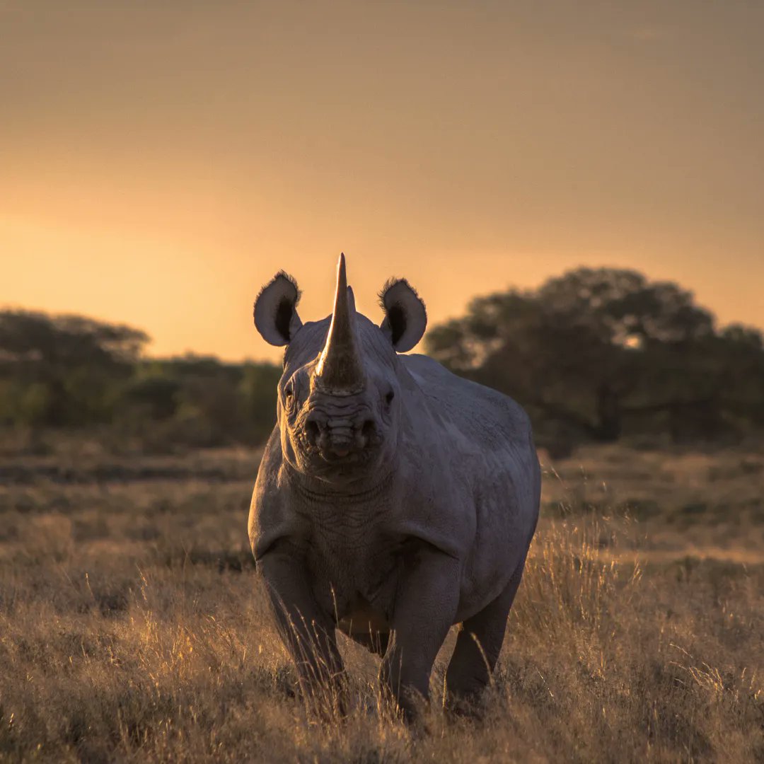Wildlife photographers, we need you! 📸

Our annual rhino calendar competition is back and bigger than ever! 🦏
Need some inspiration before you send in your images? Check out our 2023 photo calendar winner Maximilian Sterk's gorgeous image! 

#wildlifephotography #competition