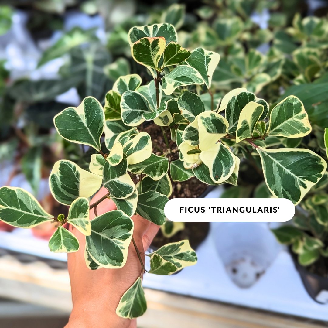 LakesideGG's tweet photo. New arrivals in the greenhouse🌿 https://t.co/EbIGk6dKUE