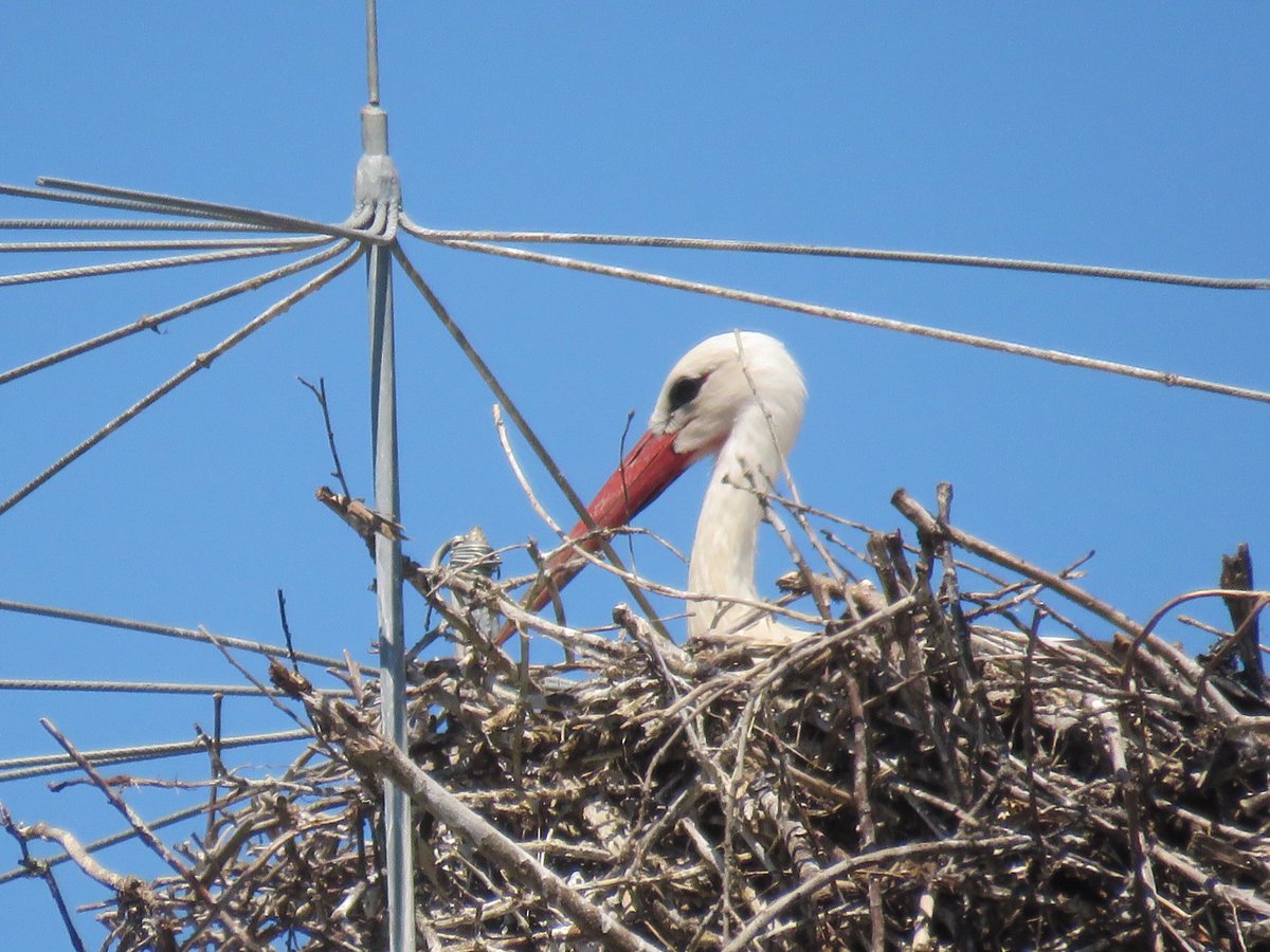 AmigosCegonas's tweet photo. @MAmbienteXunta no cumple con sus funciones de protección al #PatrimonioNatural, no hace valer las normativas que protegen a la especie.
@Naturgy ignora a las administraciones, las leyes, la población, y como no a las aves silvestres.
📸2-07-2023 https://t.co/RR0MHdphvB