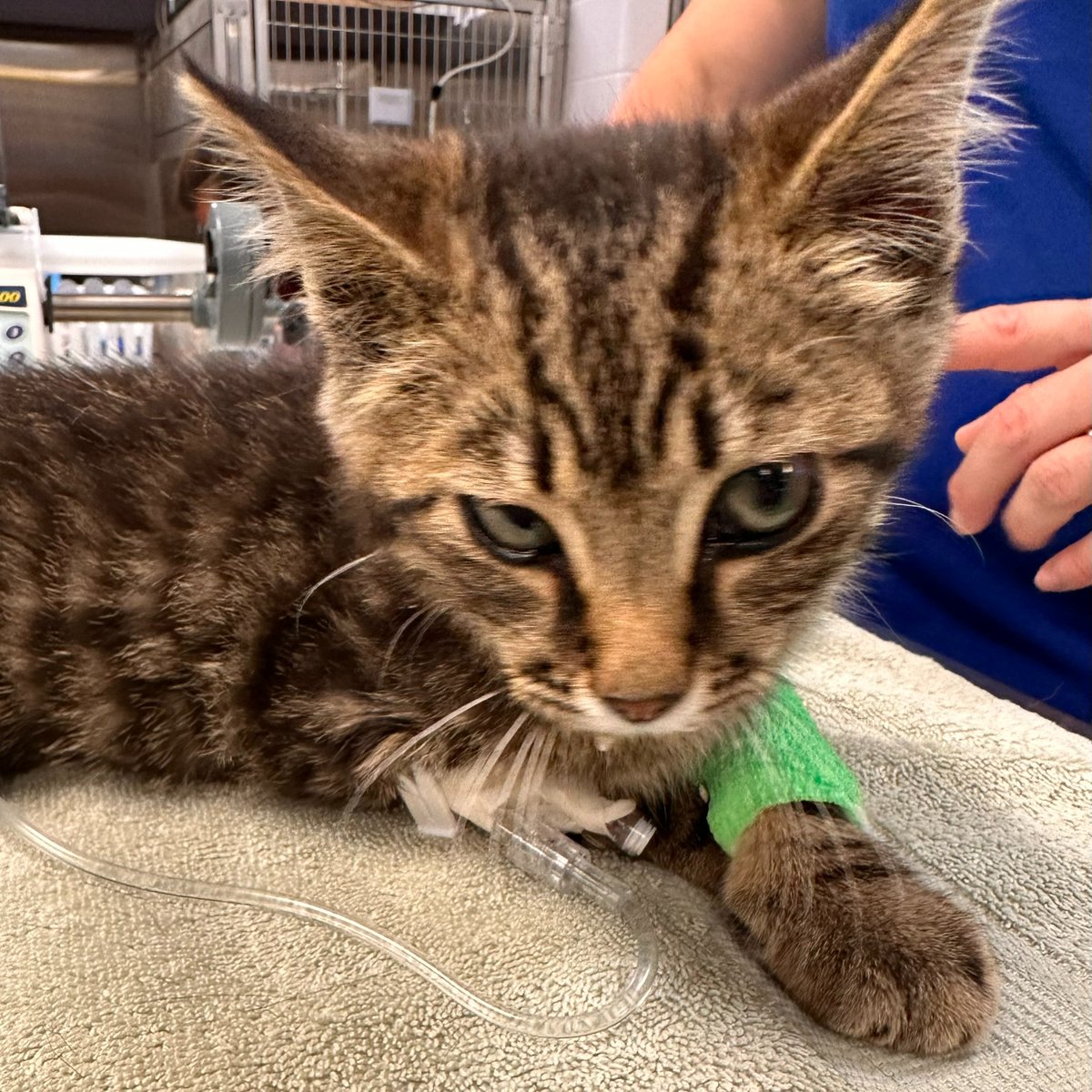 The Arrow Fund tweet media