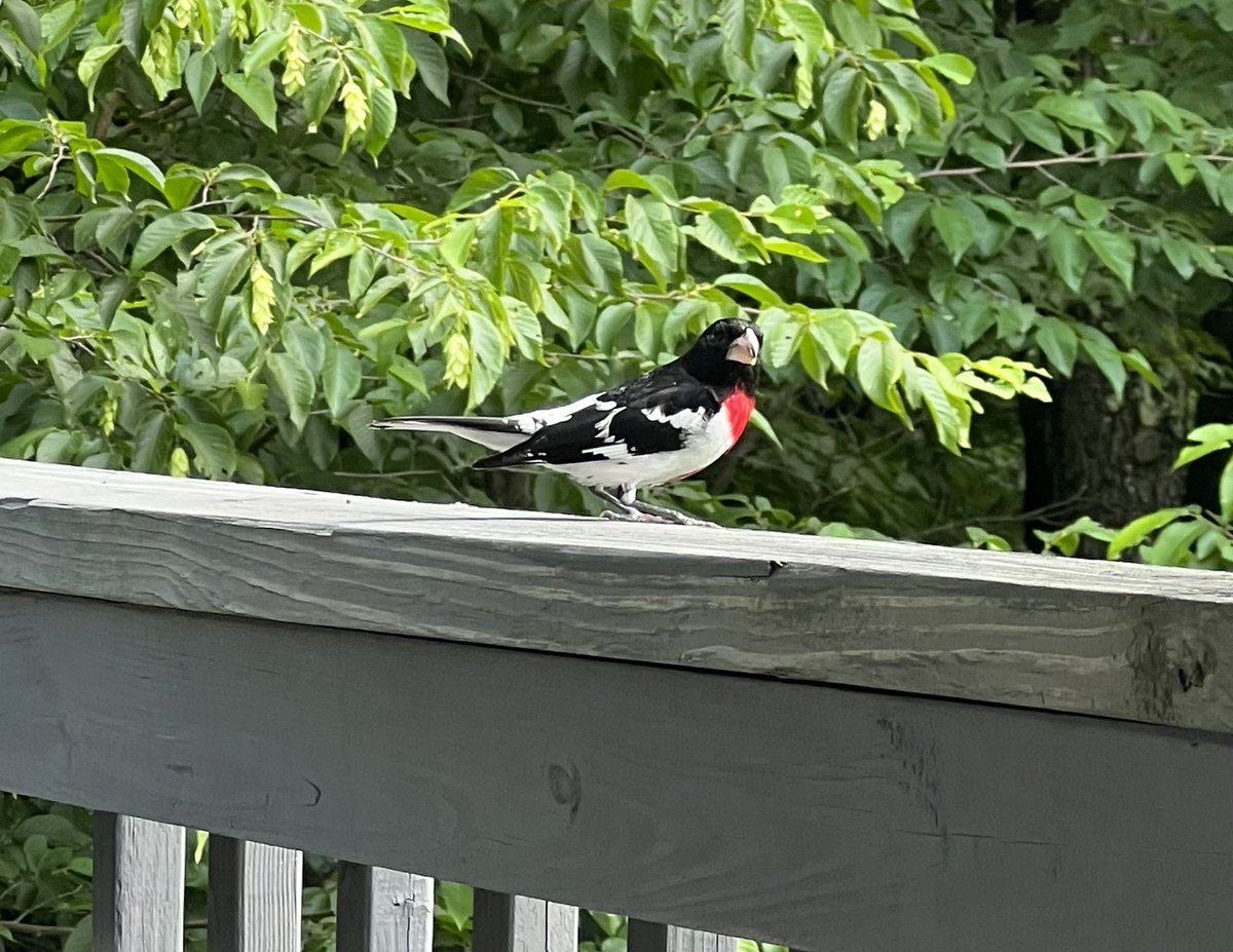 The birds are working very hard today to distract me! Saw several cedar waxwings, a bright yellow goldfinch, a scarlet tanager!! and several other beauties I couldn’t identify within a few minutes of this guy landing on our rail.