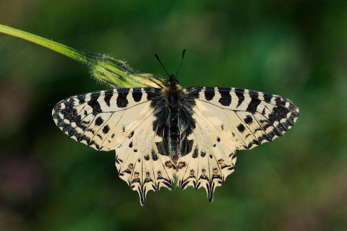 Orman Fistosu
#kelebek  #nikon #sigma #makro #hangitür