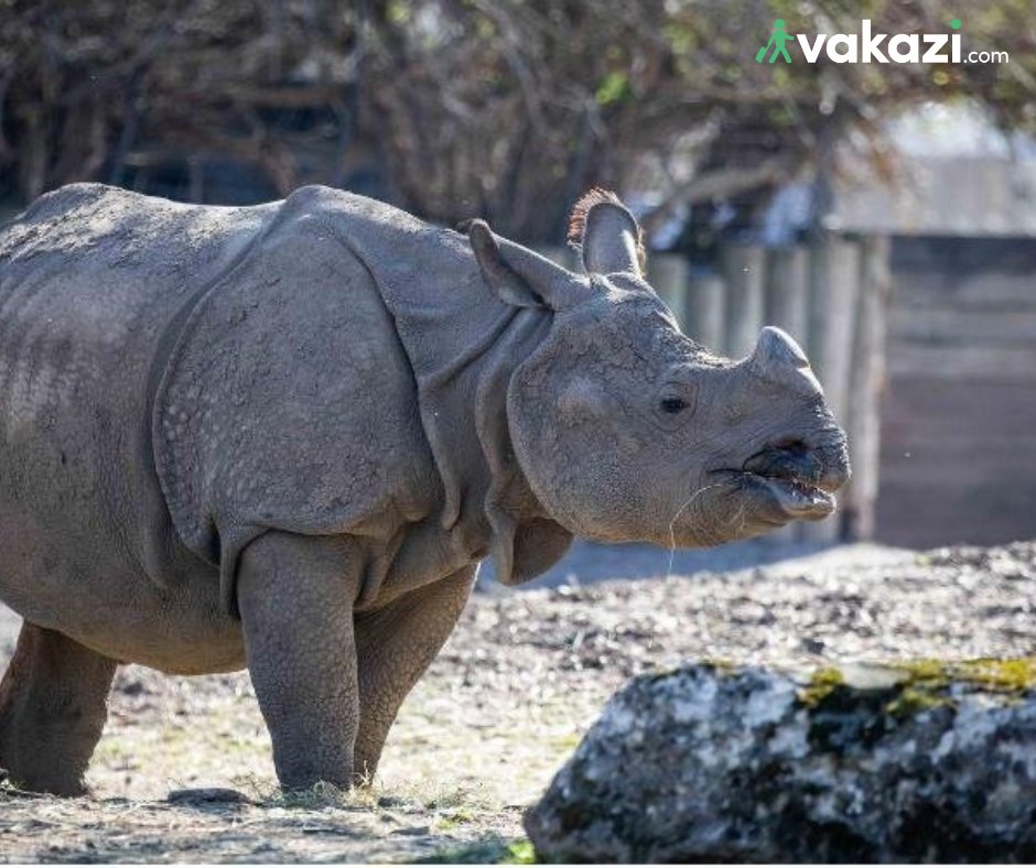 vakazi_'s tweet image. US 🇺🇸 ~ The Buffalo Zoo in New York confirmed a rhinoceros escaped from his enclosure and was outside for about 10 minutes before being safely returned.
vakazi.com
#RhinocerosEscape #AnimalEncounter #EmergencyProtocols #Kosher #Travel #koshertravel #aroundtheworld